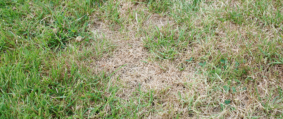 Lawn disease infecting a client's lawn in Grimes, IA.