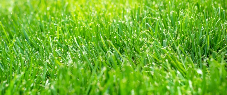 Luscious green grass growing in Johnston, IA.