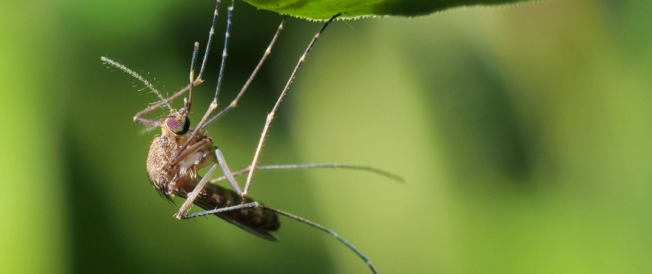 Mosquito hanging from plant leaf in Urbandale, IA.