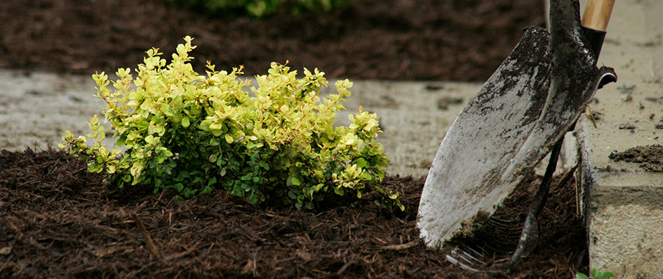 Freshly installed mulch around a yellow plant in Huxley, IA.