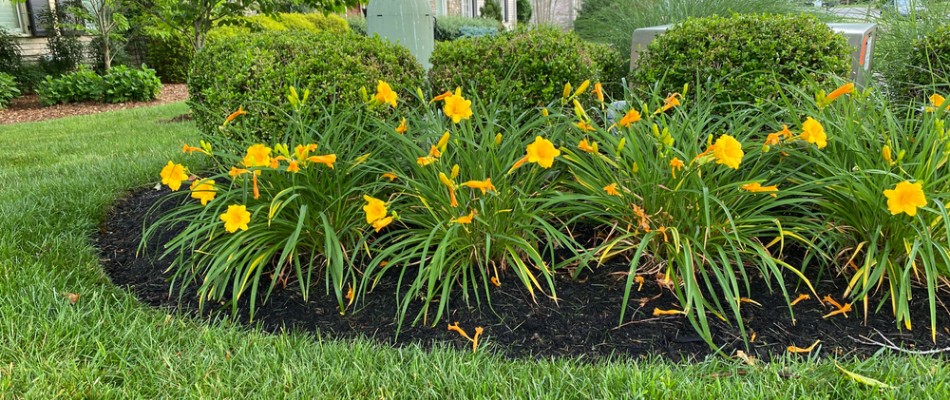 Mulched landscape bed with plantings in Urbandale, IA.