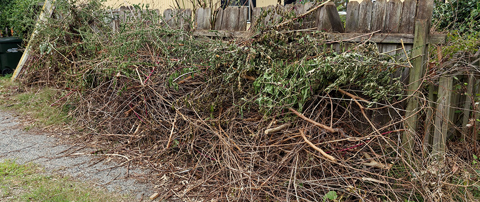 A messy overgrown backyard in need of cleanup in Urbandale, IA.