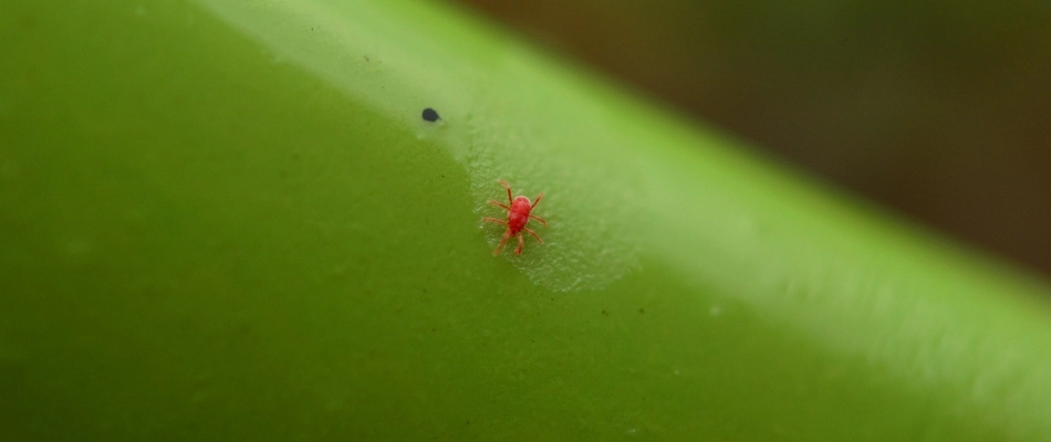 Red chigger found on grass blade in Urbandale, IA.