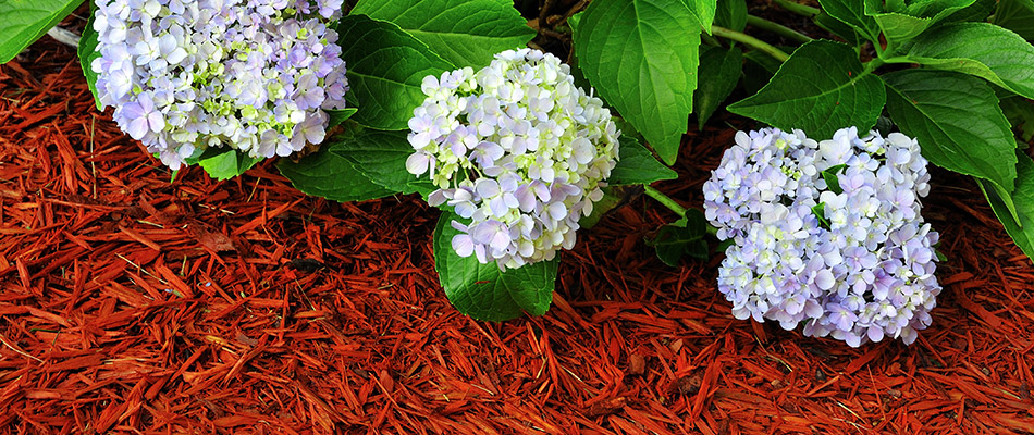 Red mulch freshly installed around some purple flowers in Saylorville, IA.