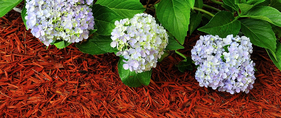 Red mulch freshly installed around some purple flowers in Saylorville, IA. 