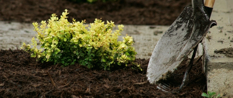 Shovel beside replenished mulch landscape bed in Urbandale, IA.