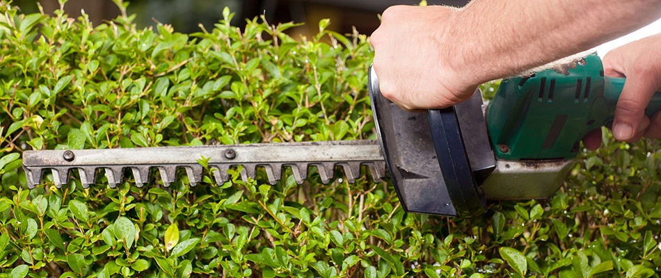 Our landscape maintenance professional trimming a shrub during a fall cleanup in Waukee, IA.