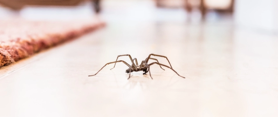 Spider crawling inside of a client's home in Johnston, IA.