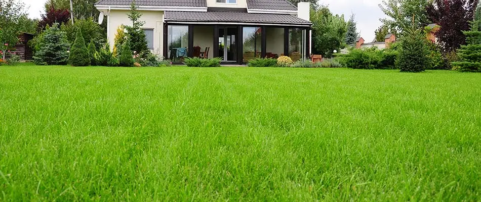 Thick, green home lawn near Polk City, IA.