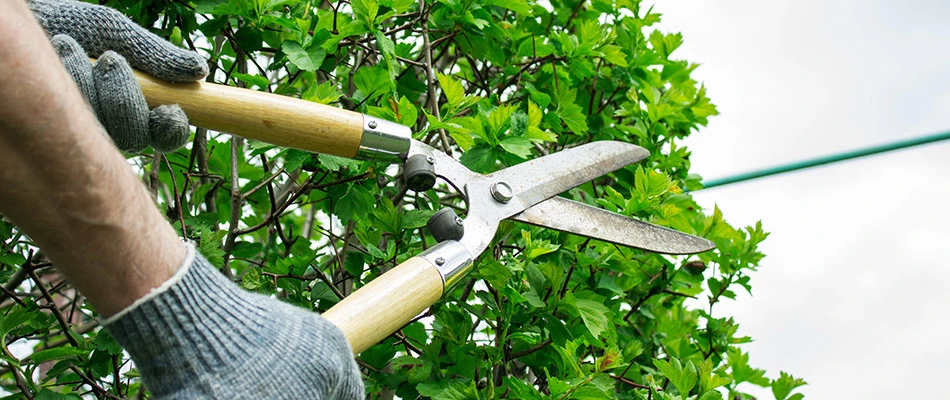 Our landscaper trimming a bush alongside a walkway in Clive, IA.