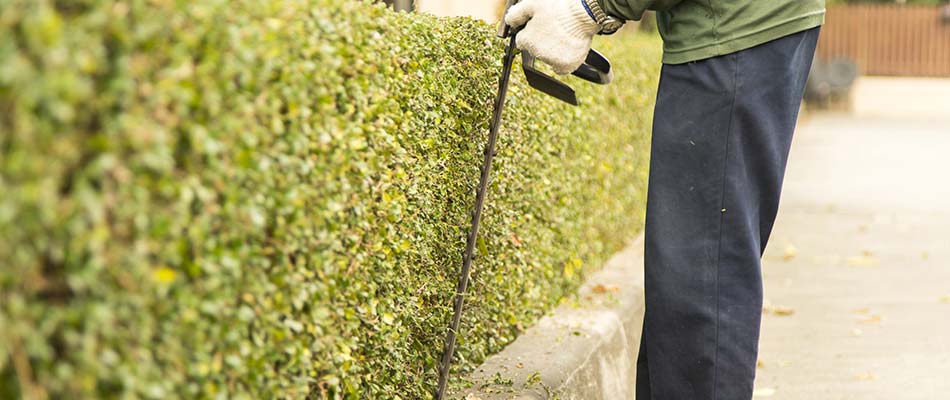 Trimming landscape hedges in Ankeny, IA.