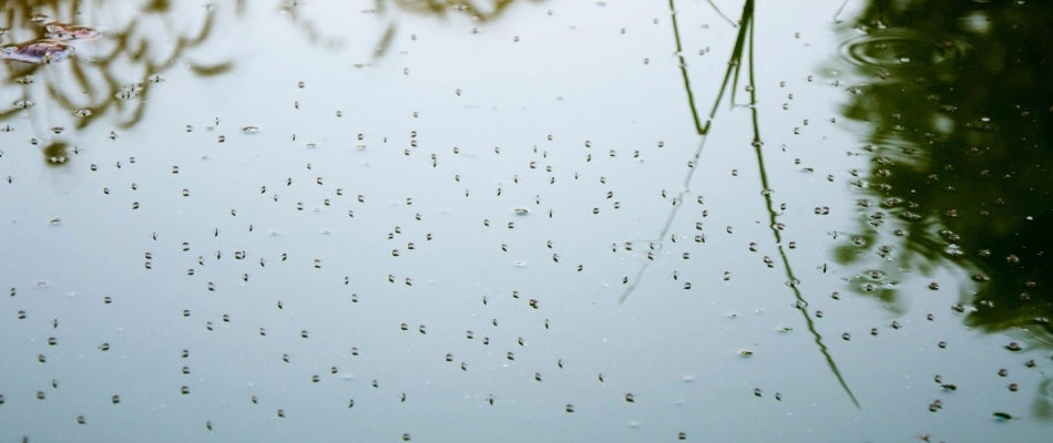 Water on property with a plenty amount of mosquitoes nesting in Johnston, IA.